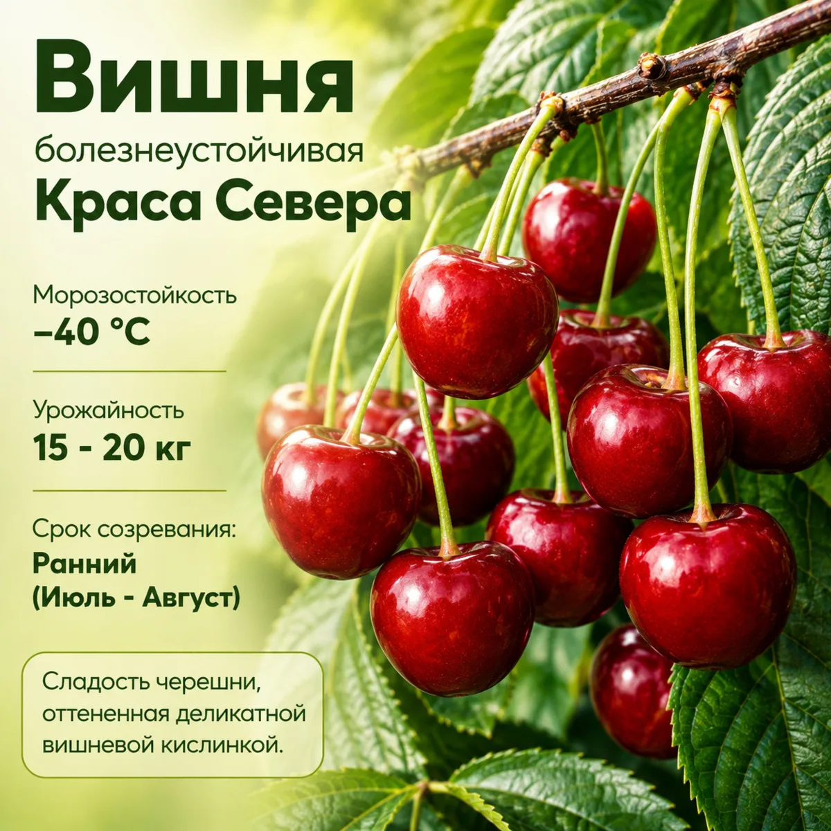 🛡️ Сад без химии: сорта, которые редко поражаются вредителями