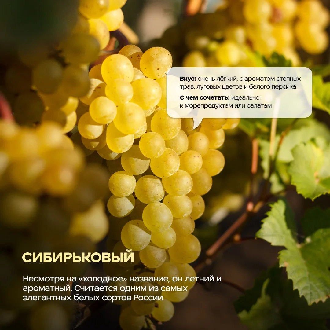 «Красностоп золотовский» — звучит как заклинание из сказки 💫  А на деле это эксклюзивный сорт виногр