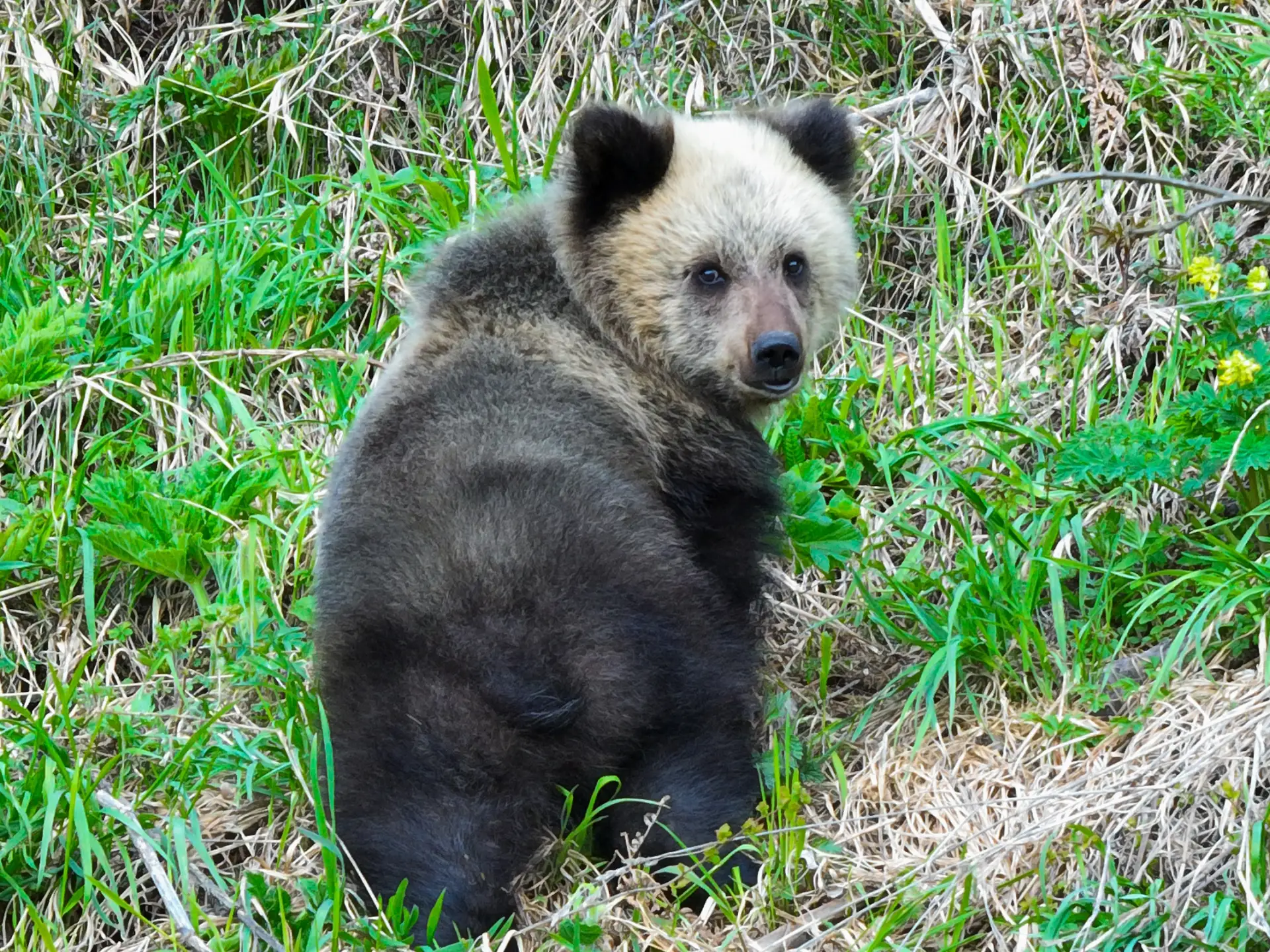 🐼 «Алтайская панда» вернулась через два года