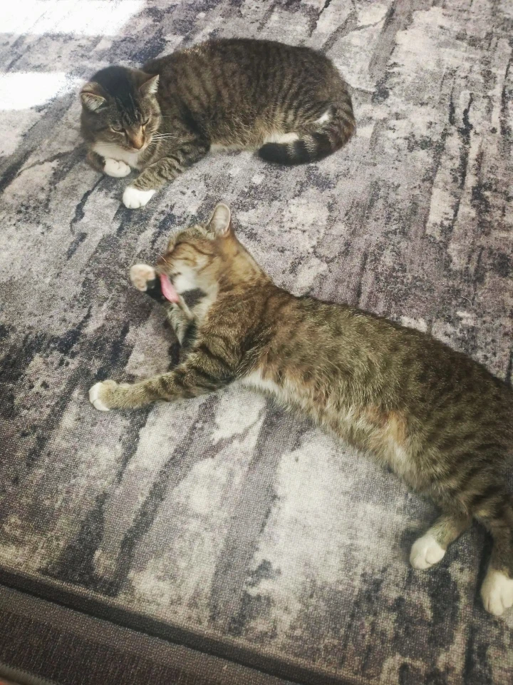 Мама и сын🐈🐈🐈
