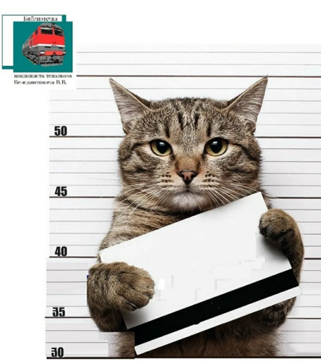 Нашли кота, наплакавшего индексацию зарплаты! Отдадим в "добрые" руки.