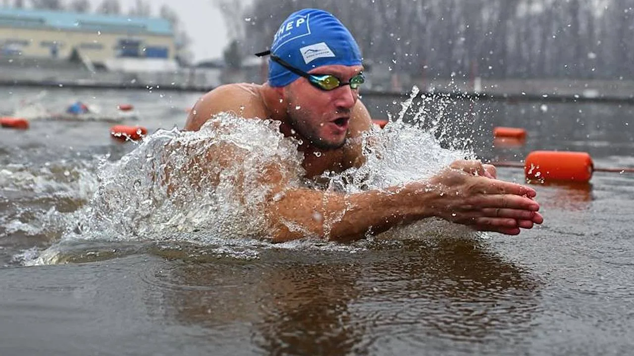 🏊 Мурманские моржи проведут заплыв в Белом море!