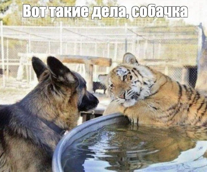 🛜📲Власти вернулись к идее введения платы за VPN. Минцифры снова обсуждает с мобильным...