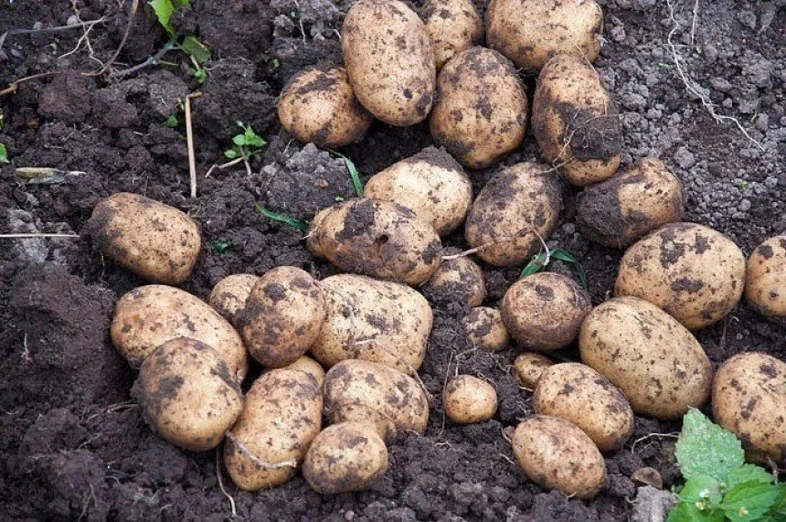 Сколько лет подряд можно сажать картофель на одном участке