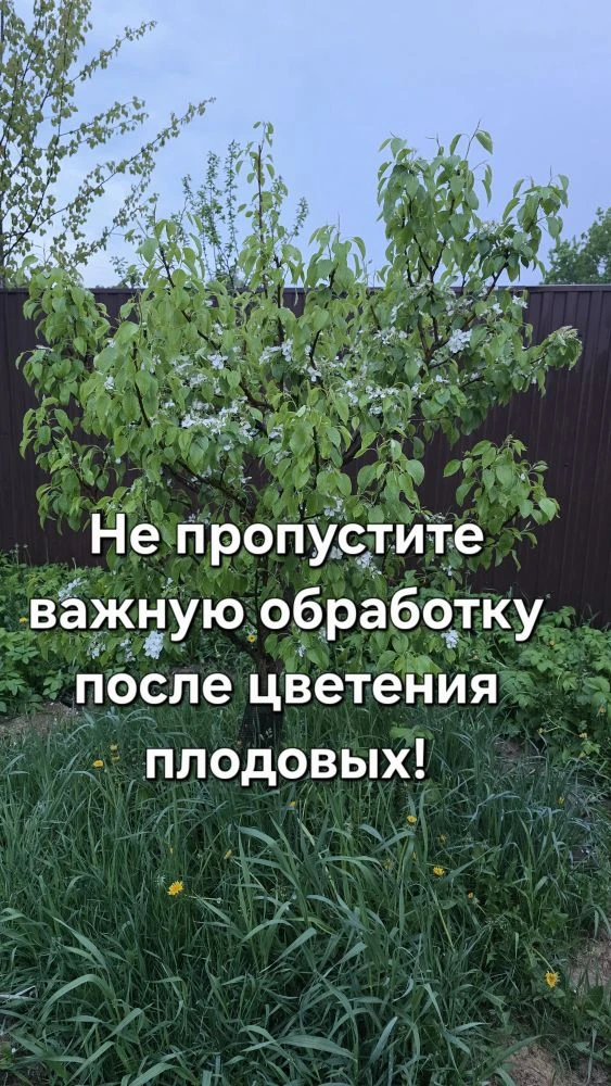 Друзья,добрый вечер.Очень стремительное цветение плодовых в мае в связи с высокими темп...