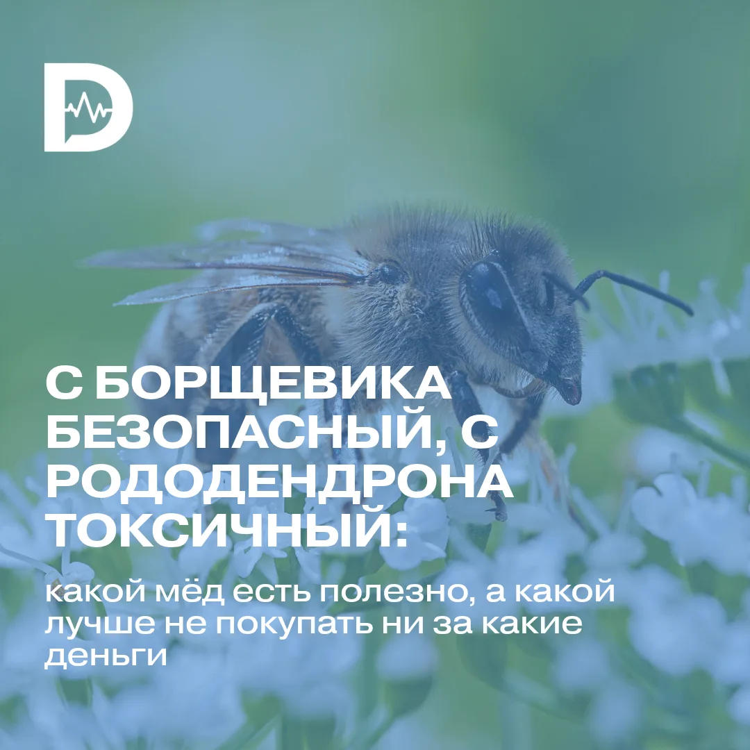 Вы бы стали есть мёд, который пчёлы собрали с борщевика?