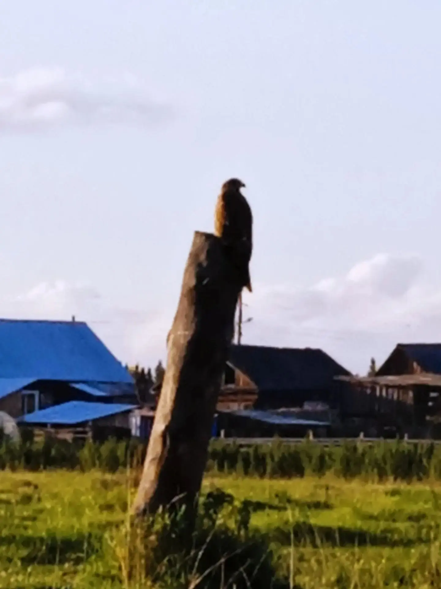 🐦‍⬛ Кто узнает эту птицу?
