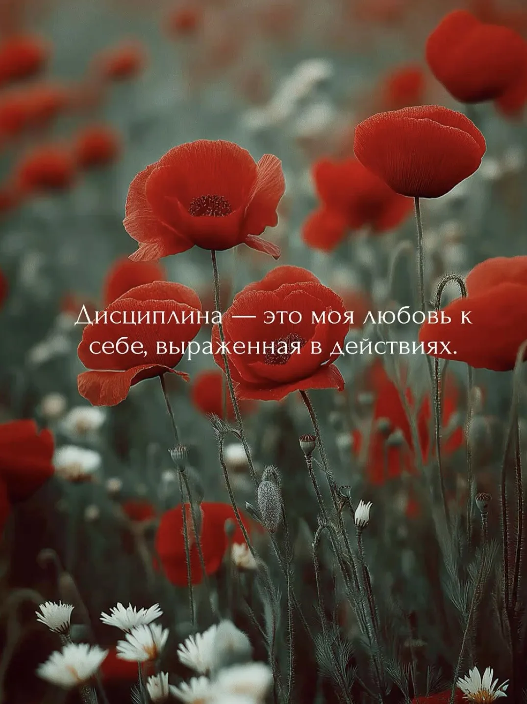 Дисциплина — это форма любви к себе.
Не жёсткость.
Не давление.
А спокойное решение:
«Я важна. Моё з