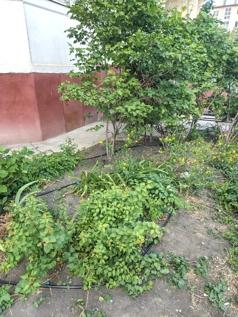 К новости «🌿 Зеленый оазис у дома: монтируем систему автополива!»