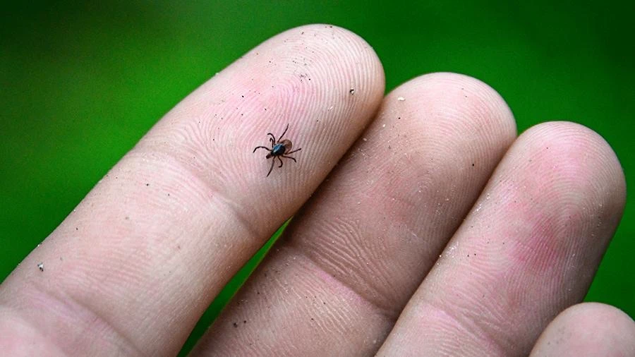 🕷В Приморье каждый шестой клещ, переданный на исследование, оказался зараженным инфекциями  В 17,5% 