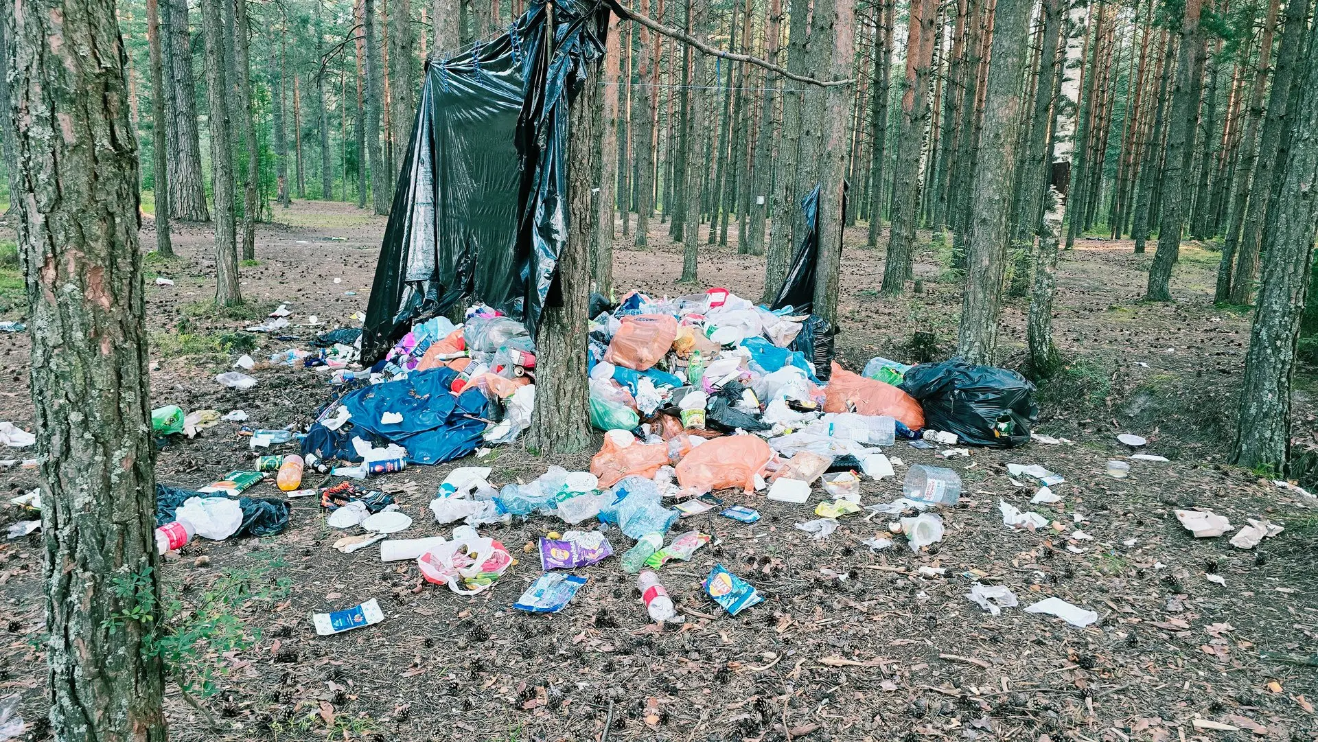 🚨🤢 Лесной ад и трагедия! Посреди сосен устроили настоящую полигонную свалку! 💥🪓