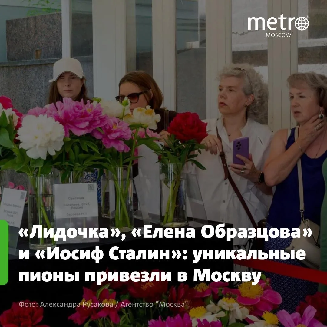 🌸 «Лидочка», «Елена Образцова» и «Иосиф Сталин»: уникальные пионы привезли в Москву