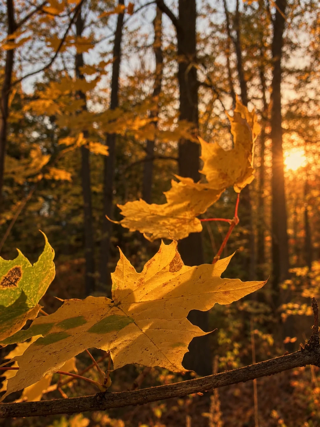 🍂 Елабуга в золотом свете