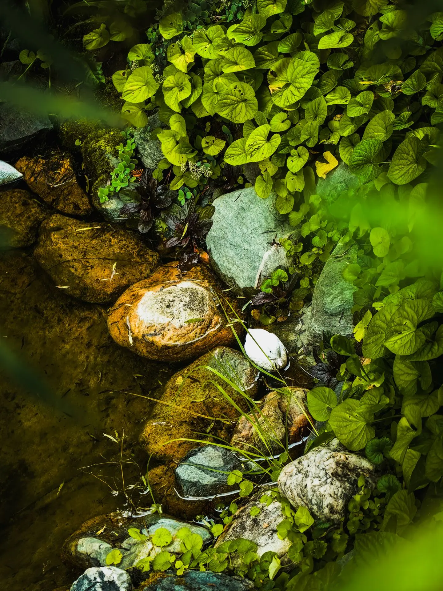 Huawei p 60 pro