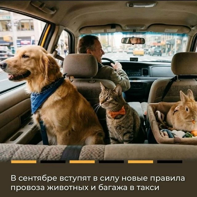 📅С 1 сентября 2026 года меняются правила перевозки багажа и животных в городском транс...