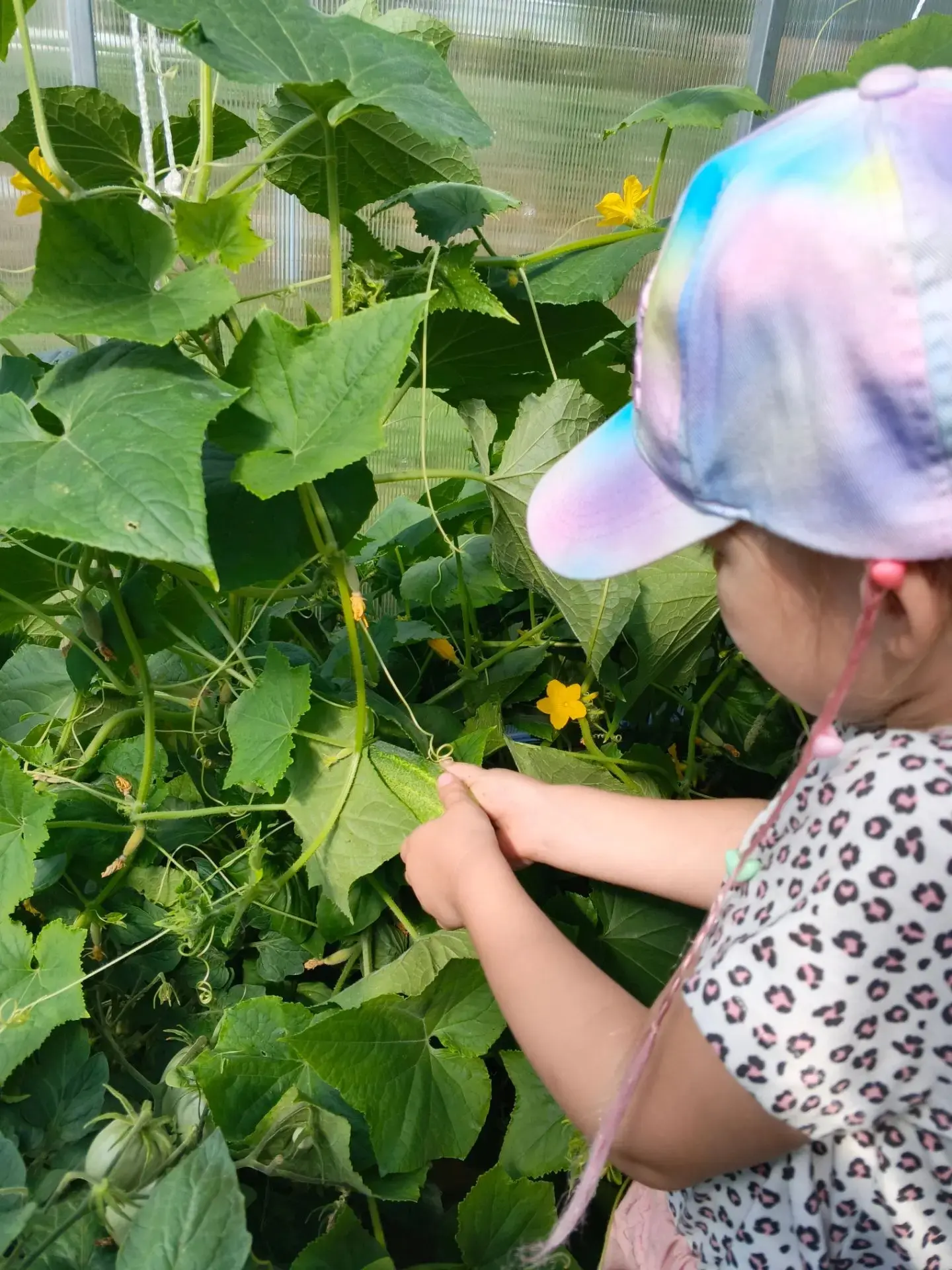 🥒 Маленькие агрономы: наш урожай огурчиков!

Под чутким руководством воспитателей ребята посадили к