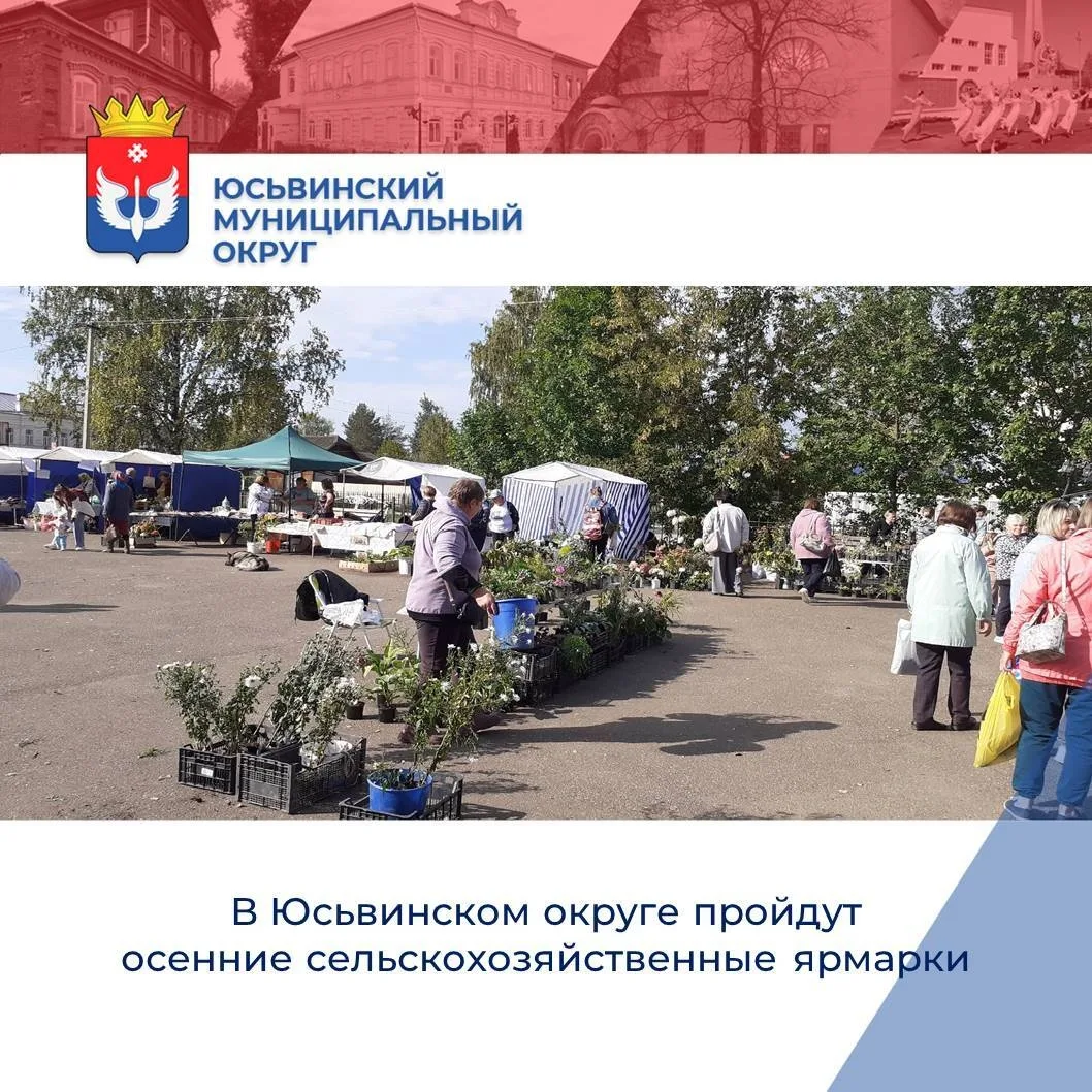 🌻В Юсьвинском муниципальном округе пройдут традиционные осенние сельскохозяйственные я...