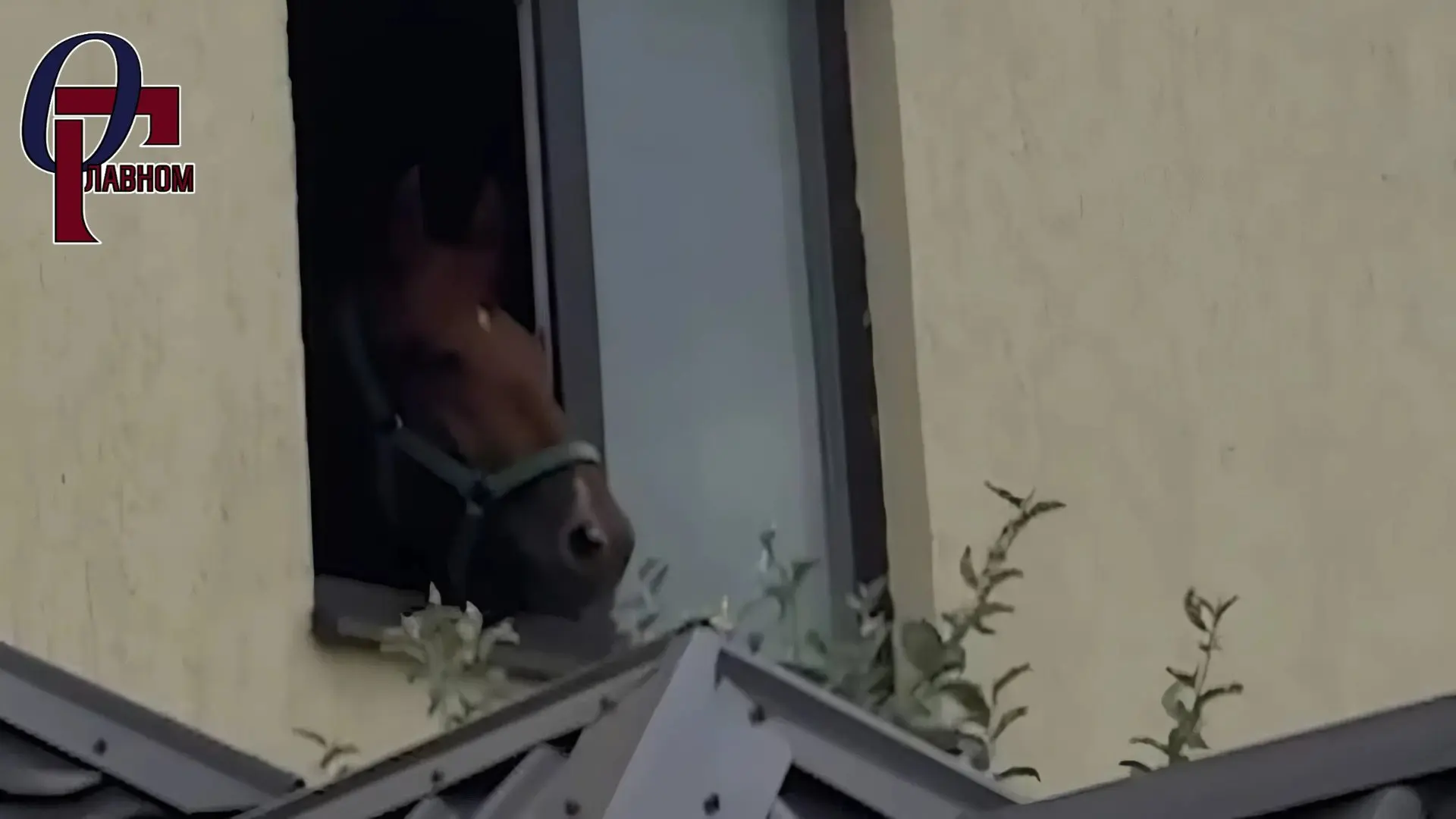 🐴 Квартирант с копытами