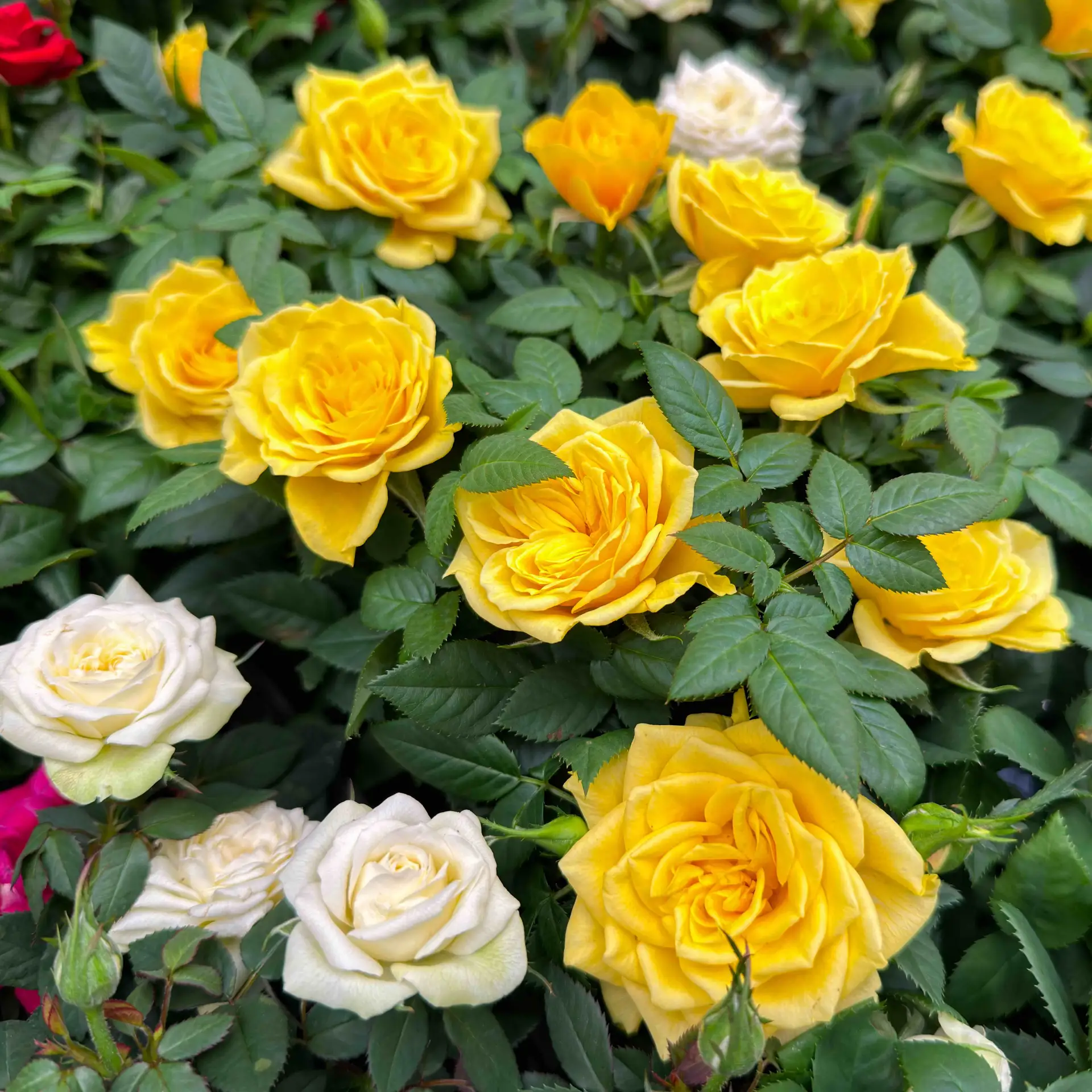 Невтерпеж: купили розы сейчас? Что с ними делать? 🌹  Сдержать себя в порыве покупки весной роз – зад