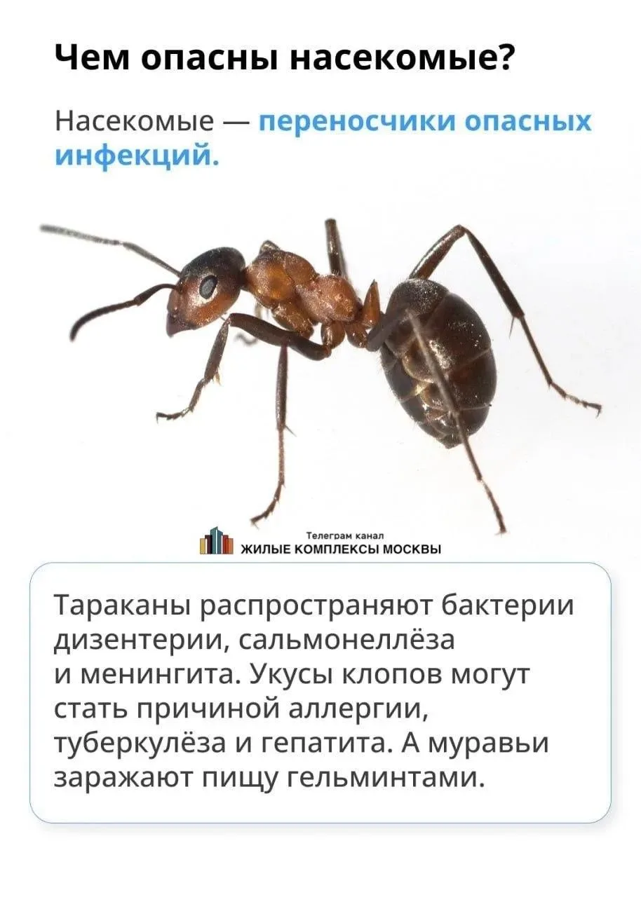 ☯️Про тараканов  ‼️Заметили таракана на лестничной клетке или в квартире?  ⚪️Насекомые в доме — сюрп