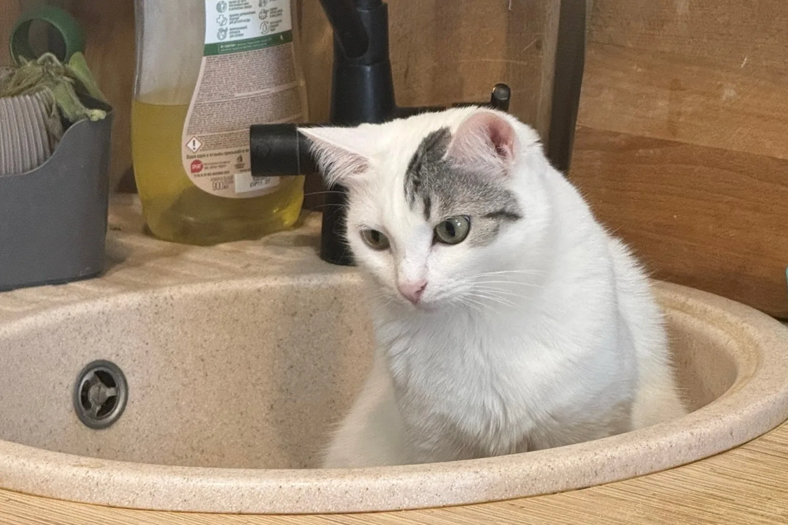 Сирена передаёт свой летний привет из дома!👋😻