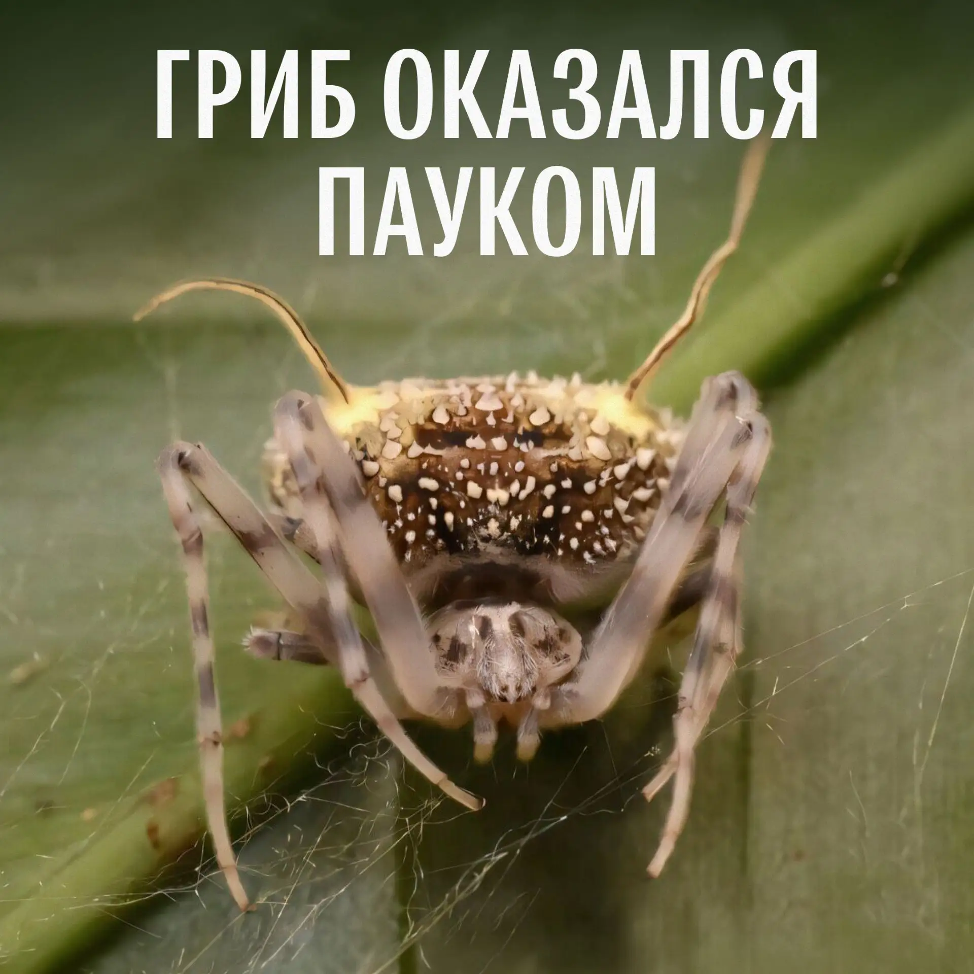 Гриб оказался пауком