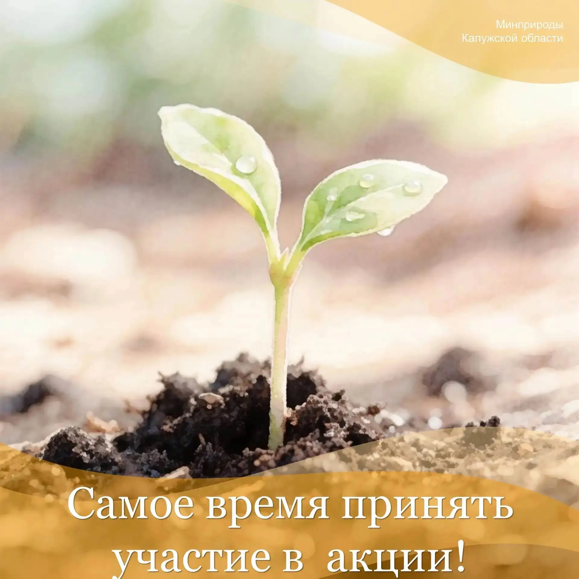 Акция «Живи лес»: давайте вместе сажать деревья!