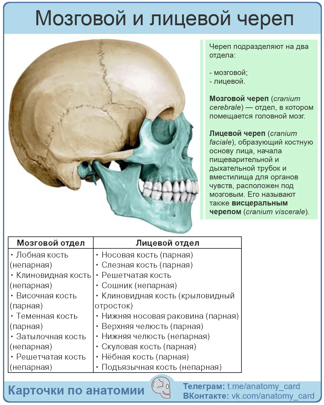 Мозговой и лицевой череп