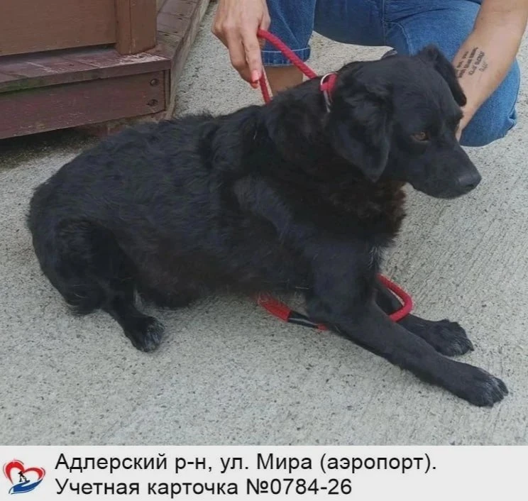 Пропал пёс? Проверьте сочинский приют