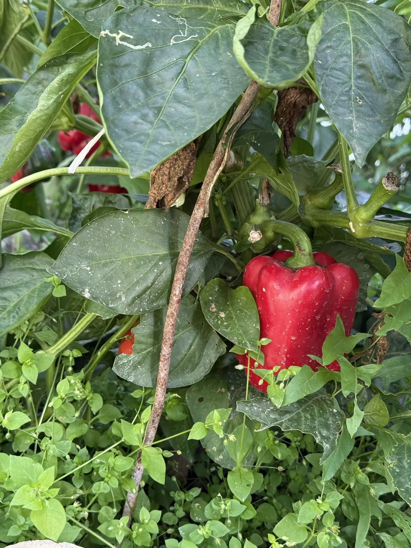 🌶️ У кого уже покраснели перцы на грядках?