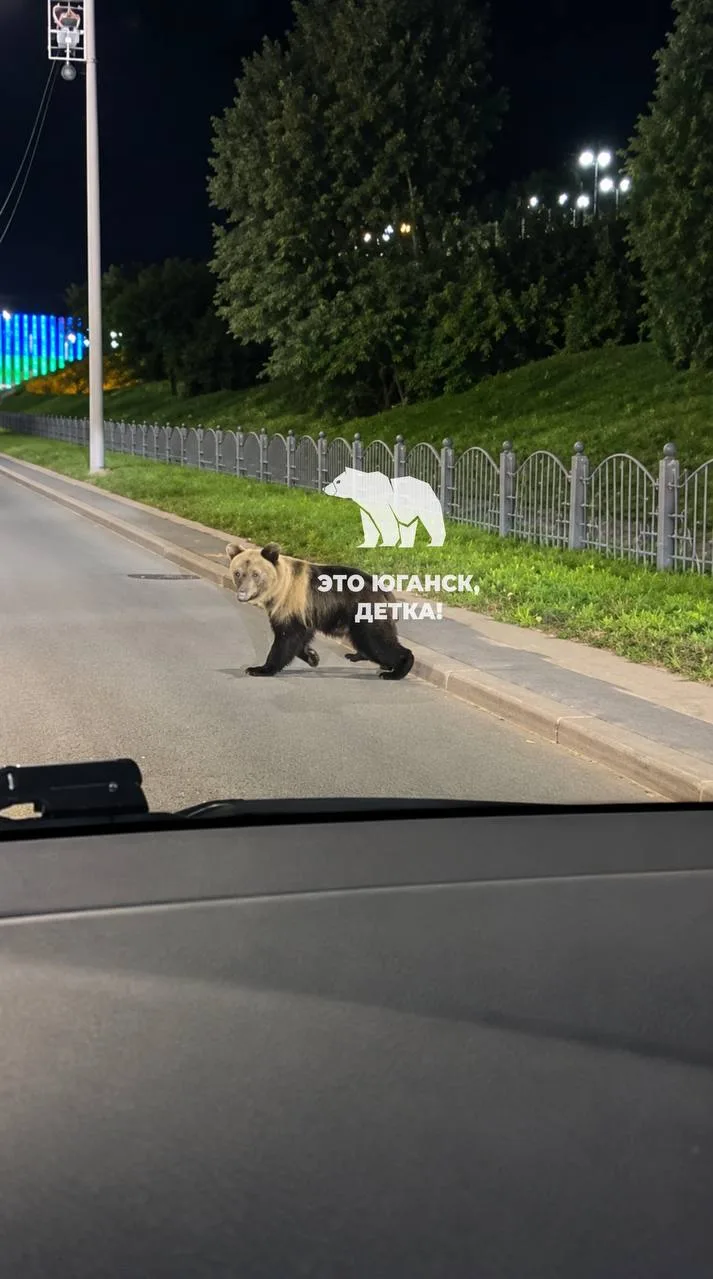 🐻 на Набережной