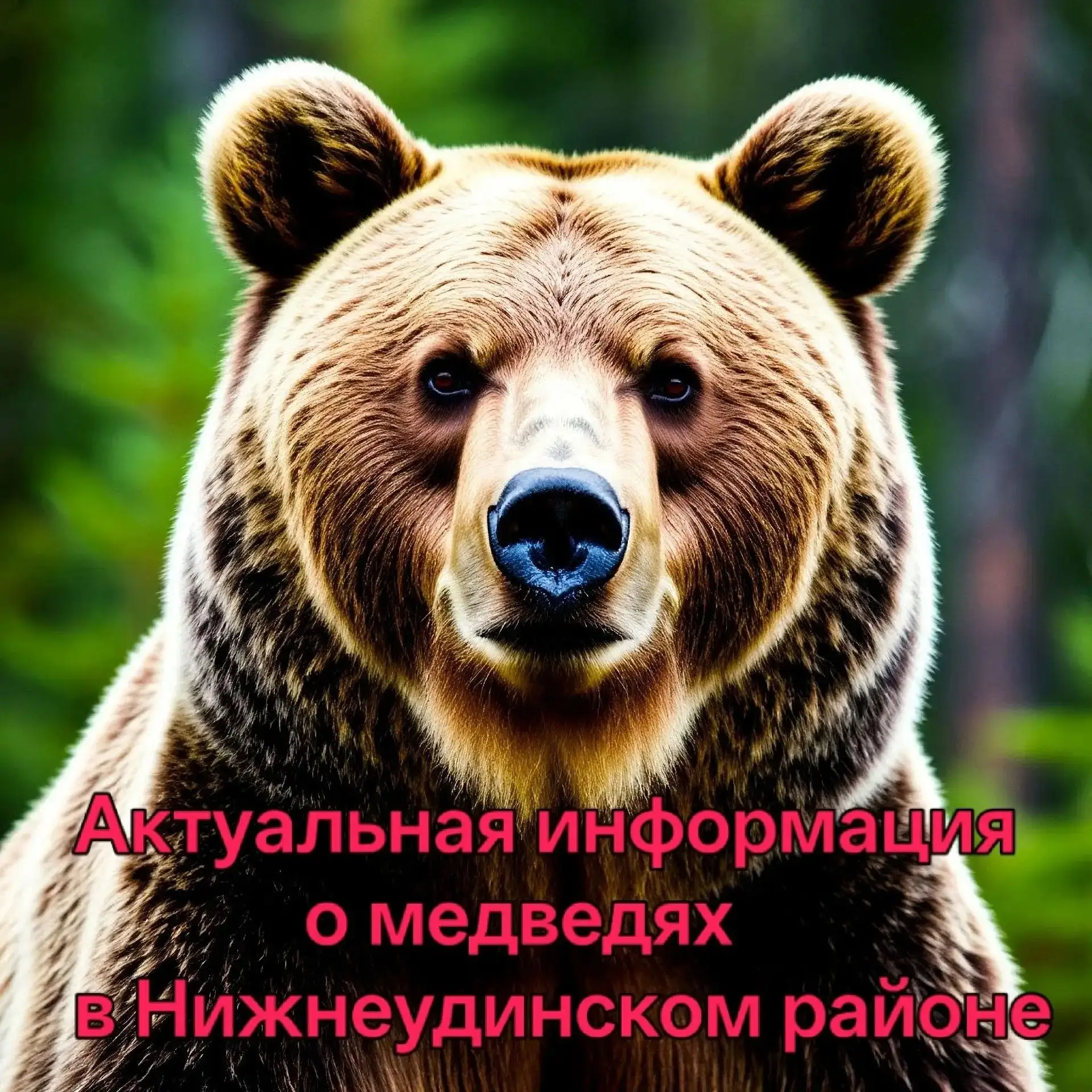 Сводка по сообщениям в дежурную часть полиции и ЕДДС Нижнеудинского района по медведям ...
