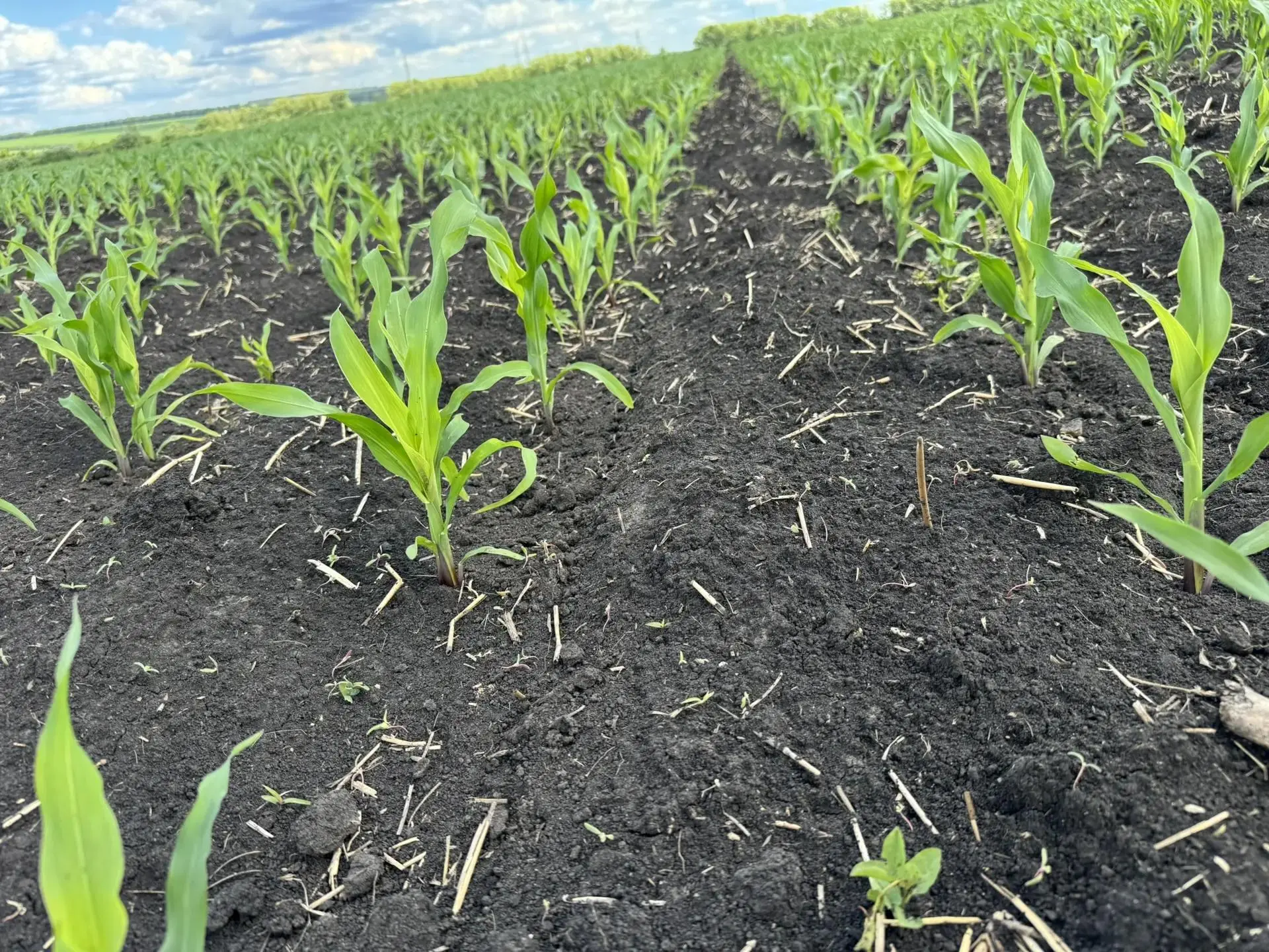 🌱🔎Проведение азотной подкормки кукурузы с использованием метода внесения КАС-32 на оп...