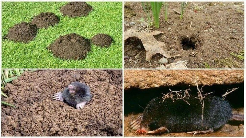 ЧТО ДЕЛАТЬ, ЕСЛИ ОДОЛЕЛИ КРОТЫ