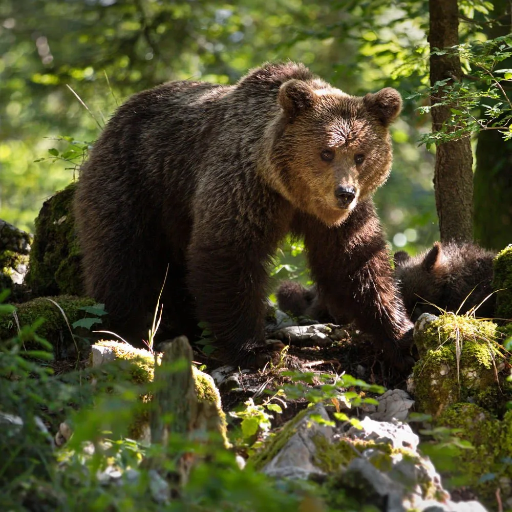 🐻 Что делать при встрече с медведем?