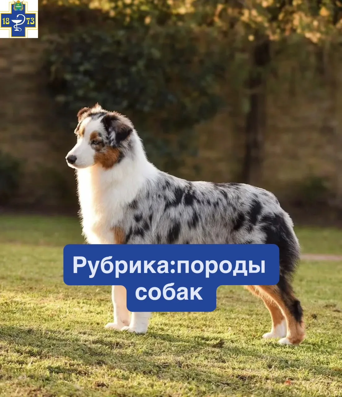 ☑️Австралийская овчарка (Аусси)
