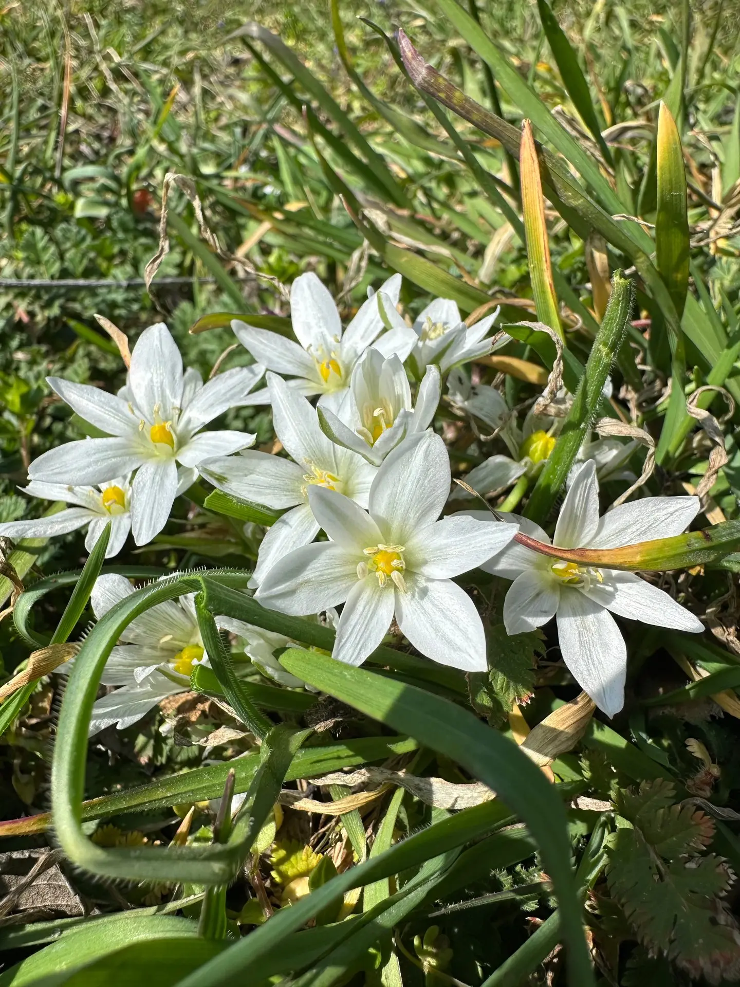 🌸 Весна в Крыму — время цветущих садов и зелёных парков  Тёплые дни, яркие цветы и ухоженные террито
