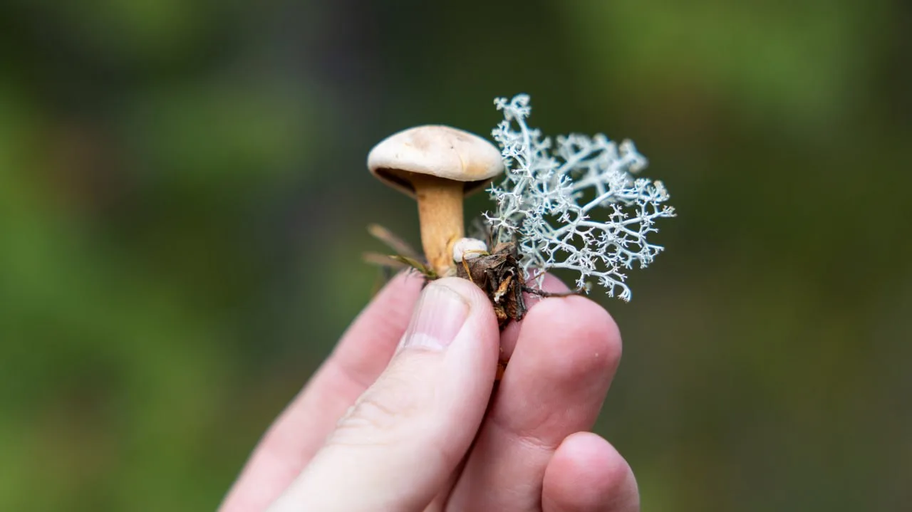 🍄 Трюфель на Ямале — не миф? Миколог рассказал о северных грибах