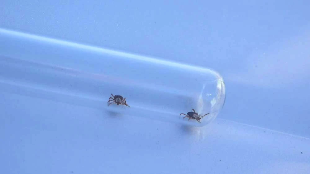 🕷 Опасность под ногами: клещи покусали тысячи пермяков