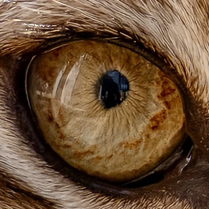 Новая глазастая загадка 👁  Как вы думаете, кому принадлежит этот глаз? Пишите свои догадки в коммент