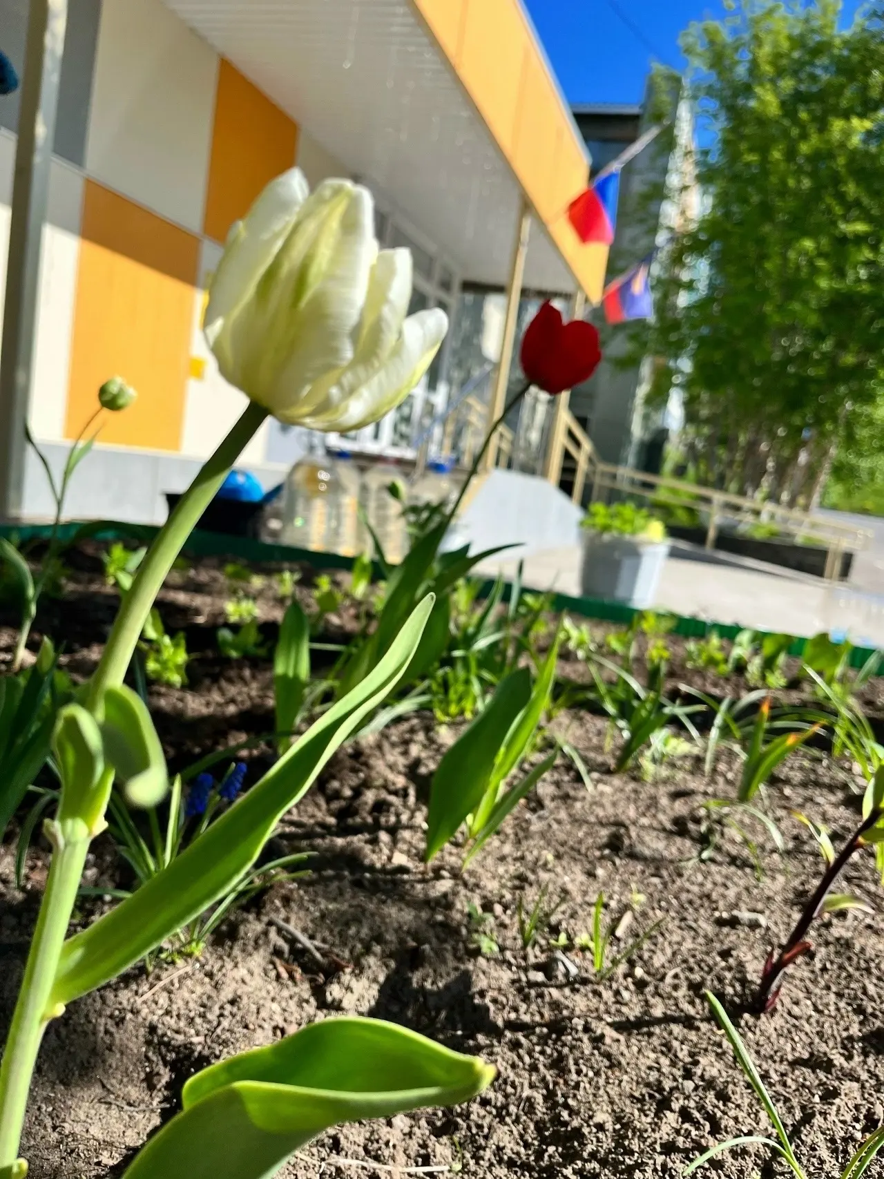 🍃Вот и пришло лето!🍃

Даже на нашем суровом севере природа наконец-то пробудилась: всё вокруг цвет
