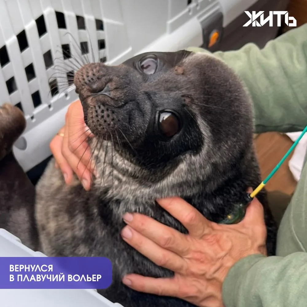 80-килограммовый Шлиссик снова поселился в Ладожском озере