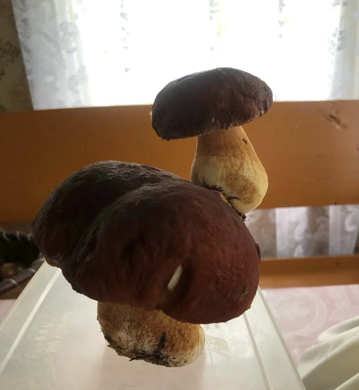 🍄 Мам, да я уже большой грибочек, отпусти с пацанами в клуб! Версия — Поморье
