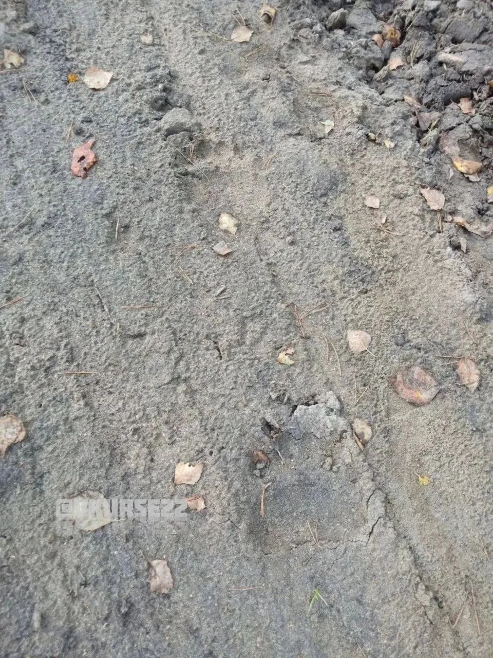 🐻 ⚠️Следы медведя нашли у села Клепиково в Усть-Пристанском районе