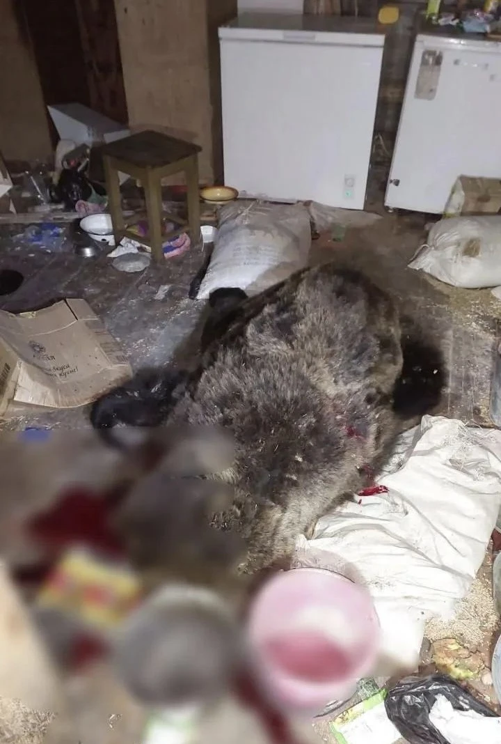 ЧП на Алтае: медведь ворвался в дома в селе Суранаш (Турочакский район) и разгромил быт...