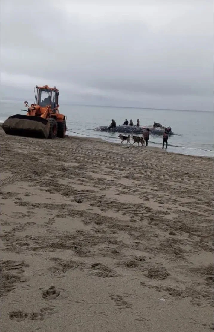 Добытый кит. Видео пока грузится.
