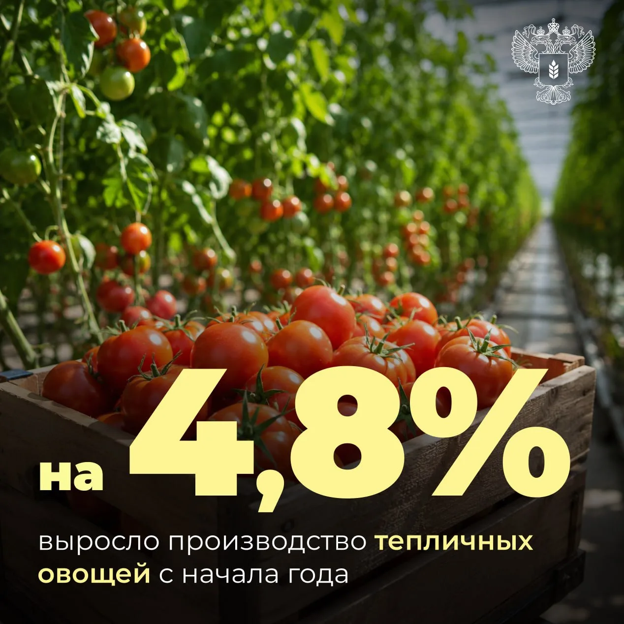 📈 Сбор тепличных овощей растет
