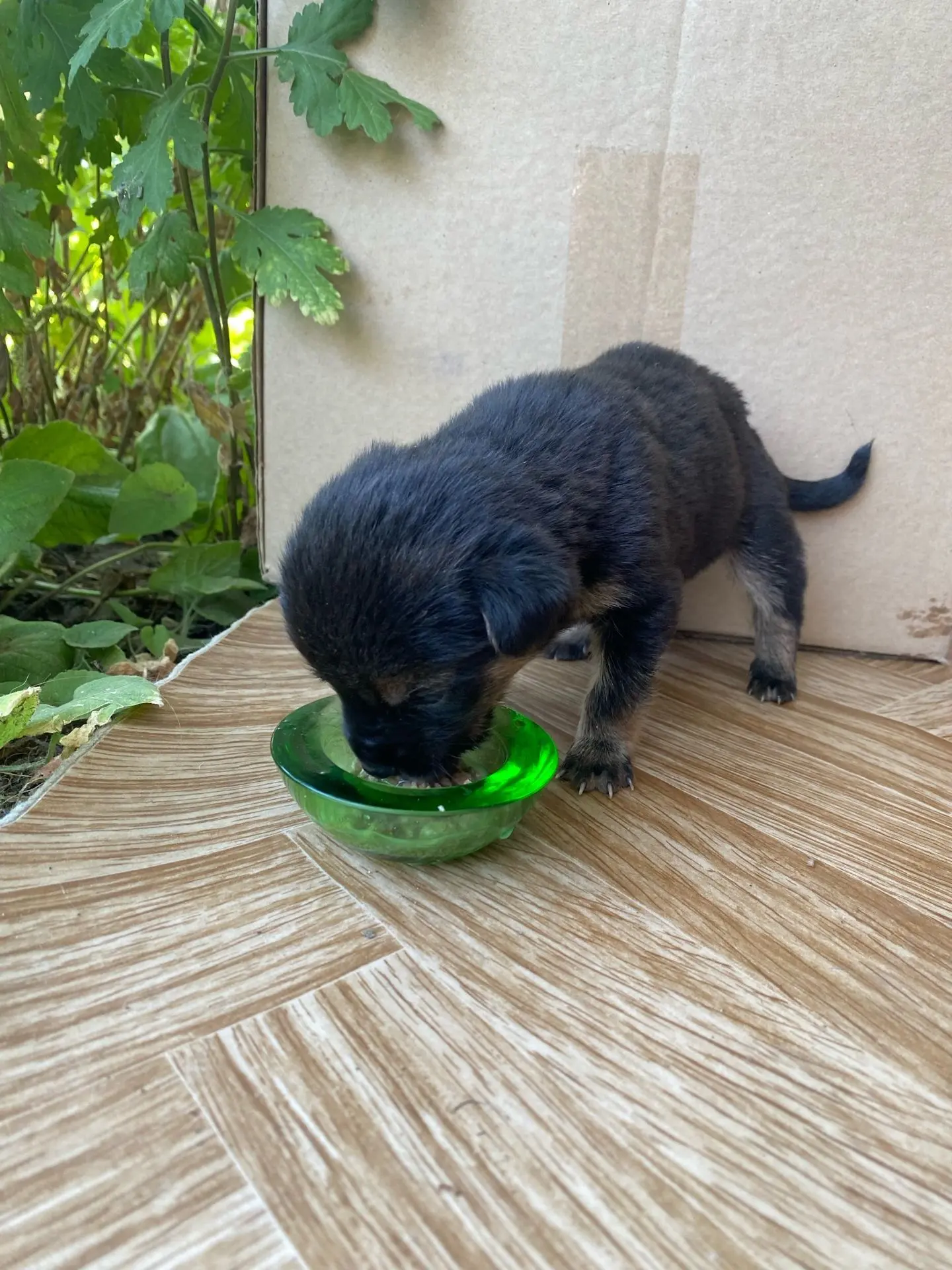 🐶 Малыш ищет любящий дом! ❤️