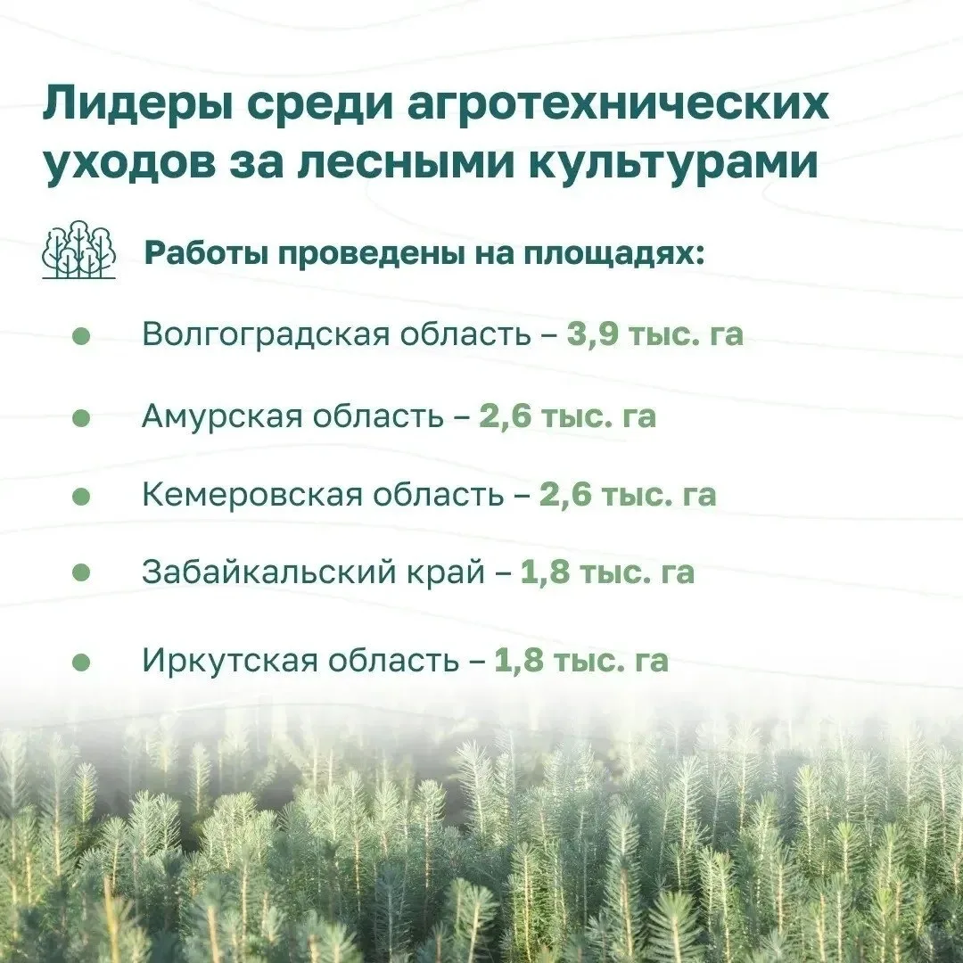 📃 Сегодня расскажем о компенсационном лесовосстановлении в России по итогам I полугоди...