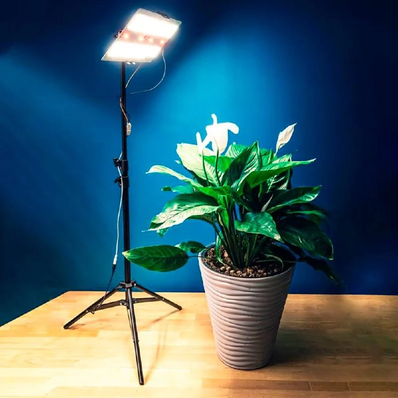 Каким растениям необходима досветка💡